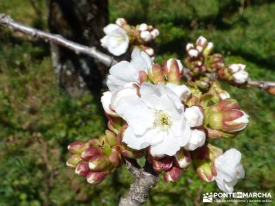 Cerezos en flor en el Valle del Jerte - Despertar del cerezo en flor;puente senderismo senderismo pu